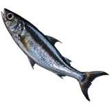 Anchovy