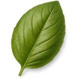 Basil Leaf
