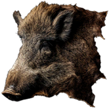 Boar Hide