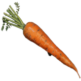 Carrot