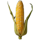 Corn