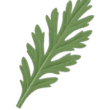 Daisy Leaf