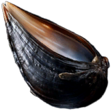 Empty Mussel Shell
