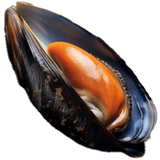 Mussel