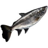 Sardine