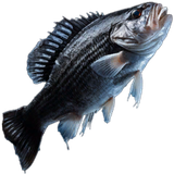 Sea Bass