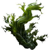 Seaweed