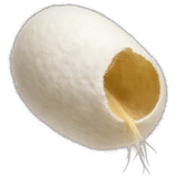 Silkworm Cocoon