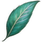 Spark Leaf