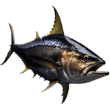 Tuna