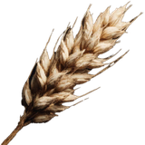 Wheat