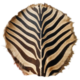 Zebra Hide